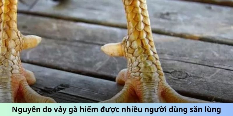 Vảy Gà Quý - Chiến Kê Bất Bại Với Đặc Điểm Vảy Đặc Biệt 1 Trang Chủ Jun88.com #1 Việt Nam Nguyên do vảy gà hiếm được nhiều người dùng săn lùng